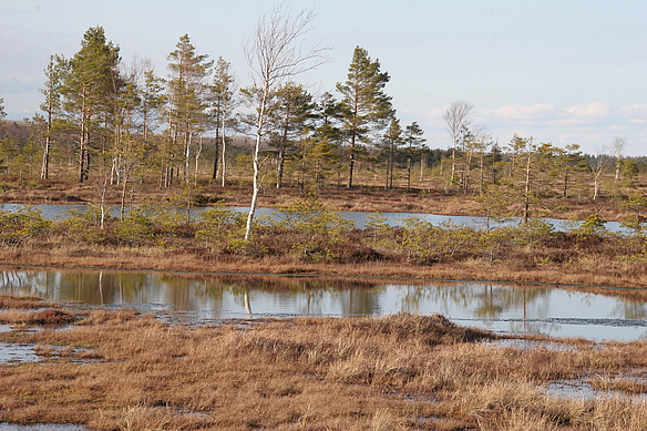 Hochmoorgebiet in Estland